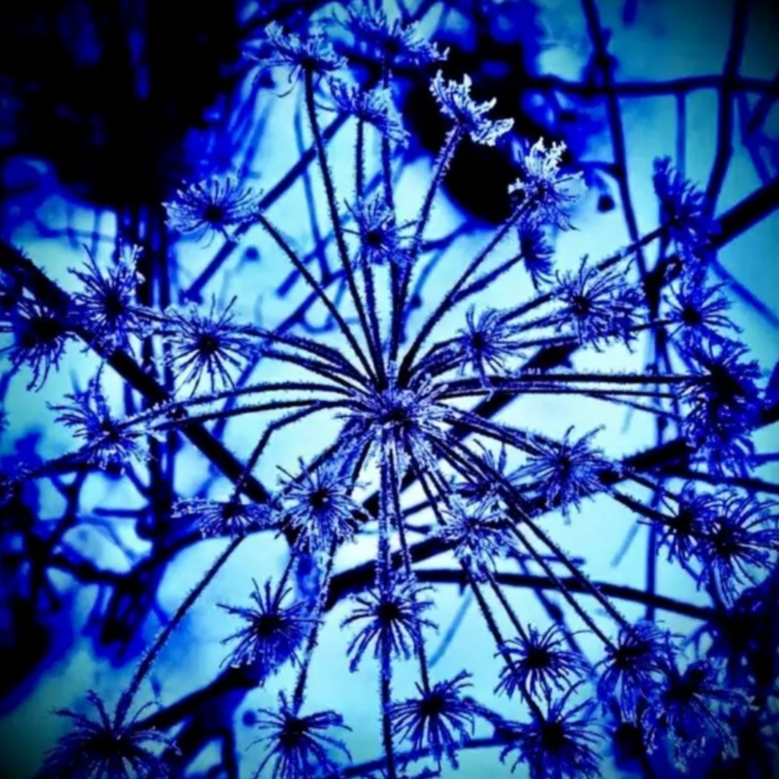 Something av Sylvisphere
